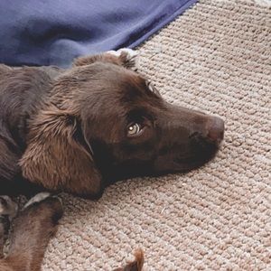 Meet your Posher, Peyton